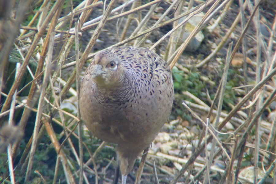 a pheasant walks in grass